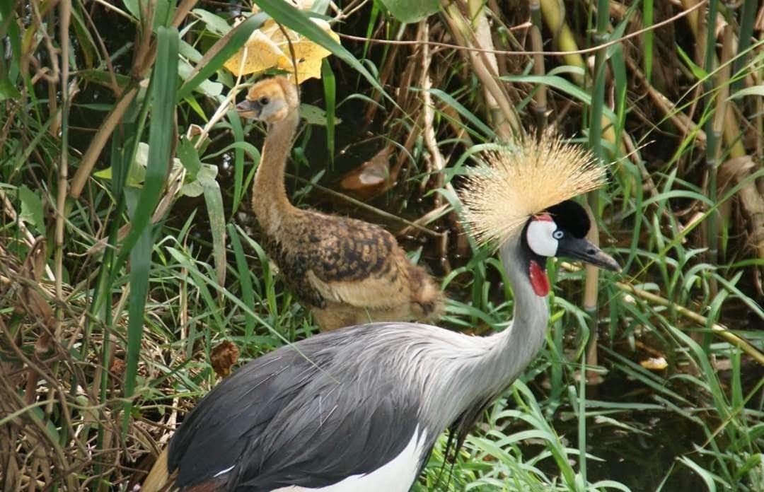 קמפאלה Yellow Haven Lodge מראה חיצוני תמונה